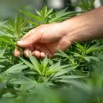 Stormrock CBD