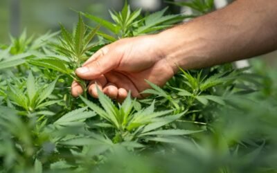 Stormrock CBD