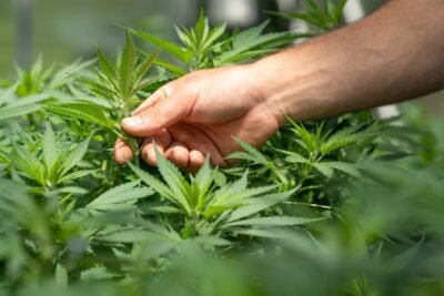 Stormrock CBD